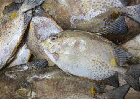 samaral fish|Samaral .